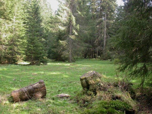 Les dessous cachés du pâturage boisé jurassien