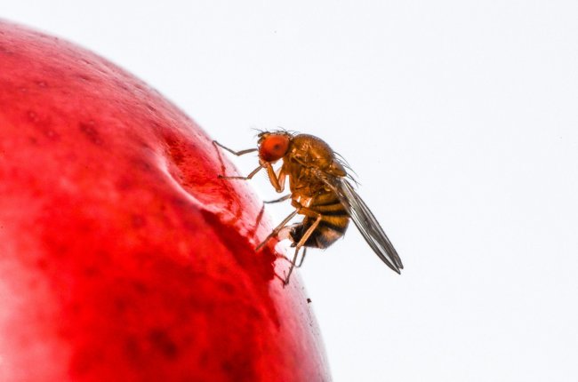 Les insectes exotiques envahissant dans le Jura