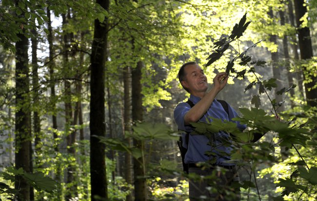 De la forêt au violon