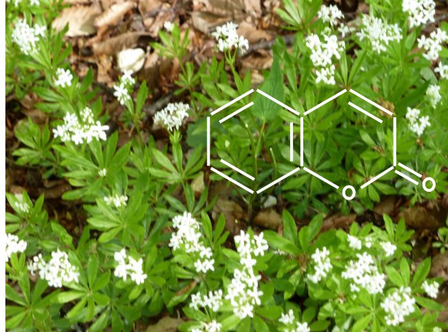 C'est la chimie qui fait la plante ‚  peu ou prou